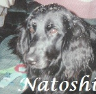 Natoshia 